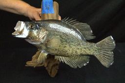 Taxidermy Crappie