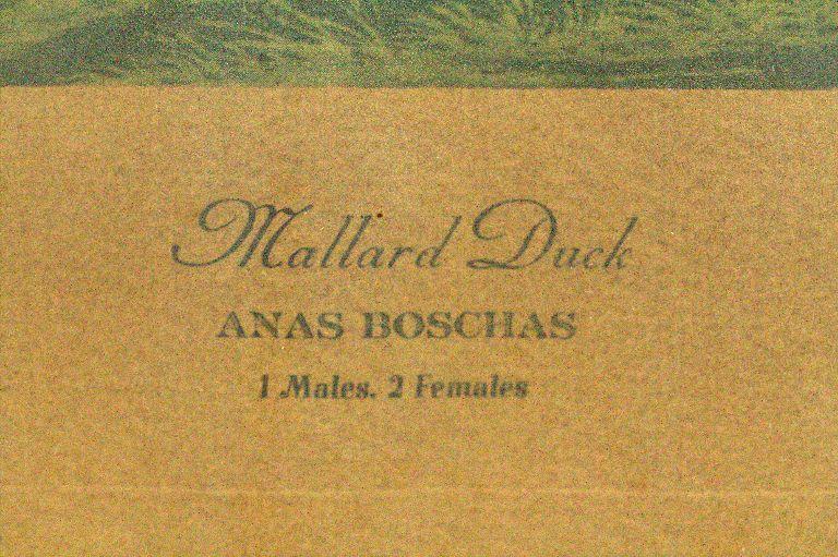 Mallard Duck Print By John J.  Audubon