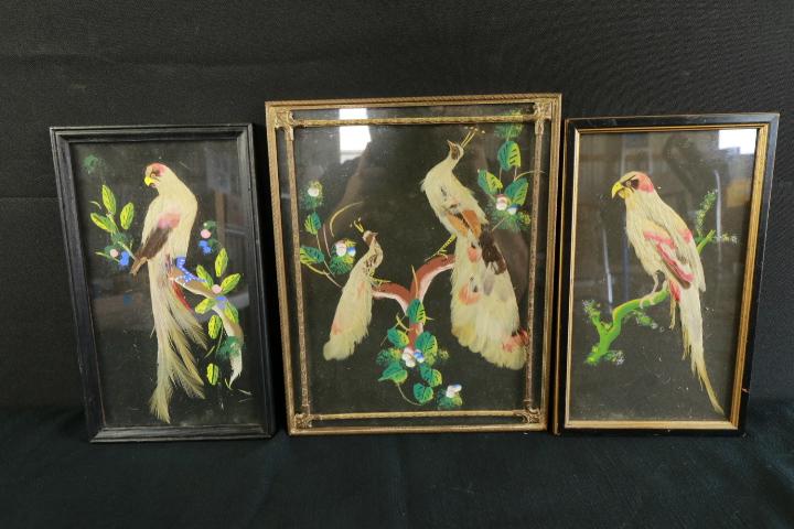 3 Real Feather Bird Pictures
