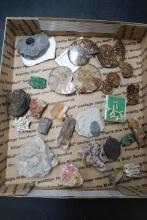 Box of Assorted Fossils