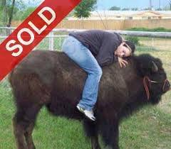 Riding Buffalo Auctions