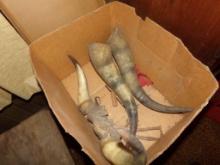 Box Of Horns, 1 Intact Pair, And 2 Ready To Be Finished As Powder Horns