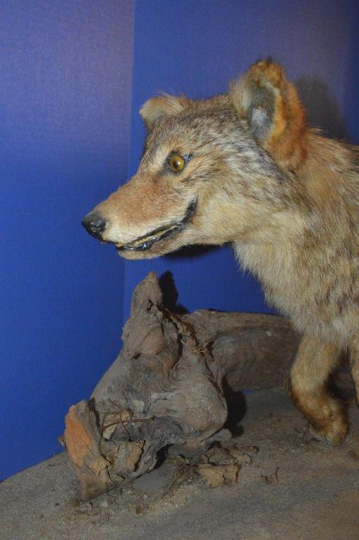 COYOTE MOUNT ON DRIFTWOOD