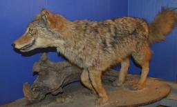 COYOTE MOUNT ON DRIFTWOOD