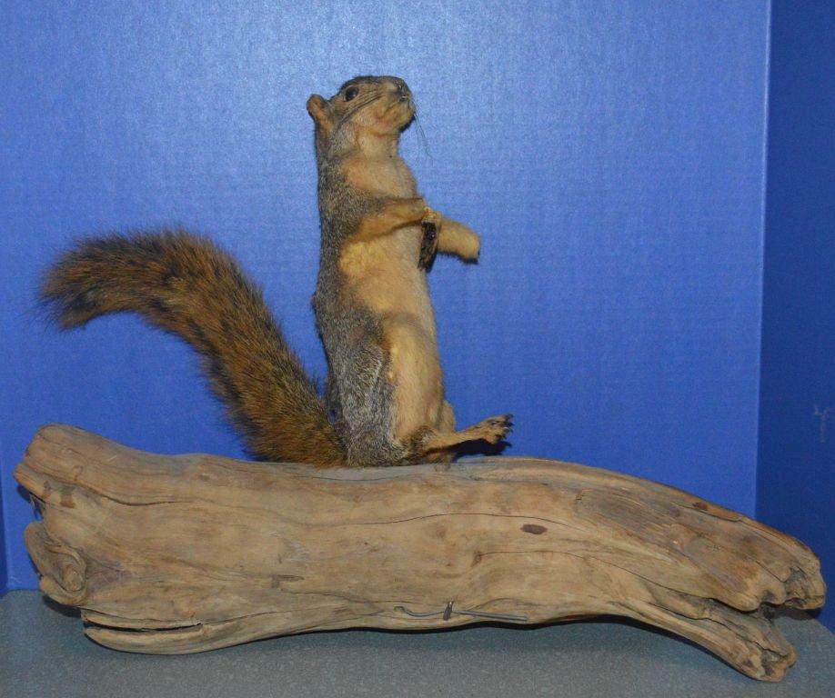 SQUIRREL MOUNT ON DRIFTWOOD