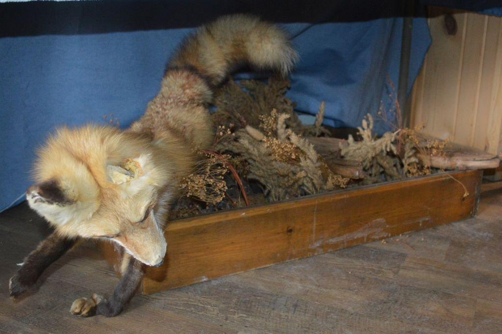 RED FOX MOUNT, DAMAGED EAR & PAW, IN BOX AND