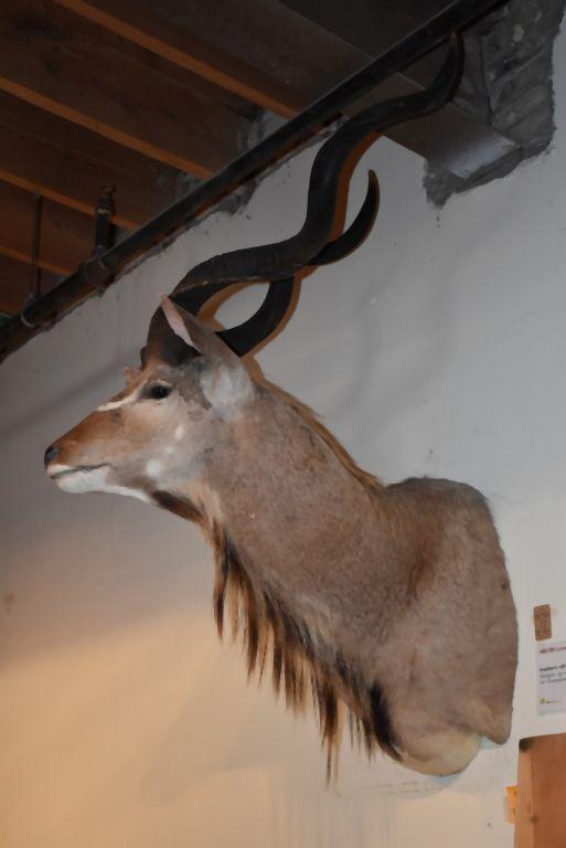 EASTERN AFRICAN KUDU MOUNT, WEIGHS UP TO 600 LBS.