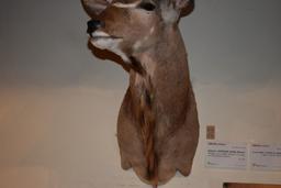 EASTERN AFRICAN KUDU MOUNT, WEIGHS UP TO 600 LBS.