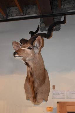 EASTERN AFRICAN KUDU MOUNT, WEIGHS UP TO 600 LBS.