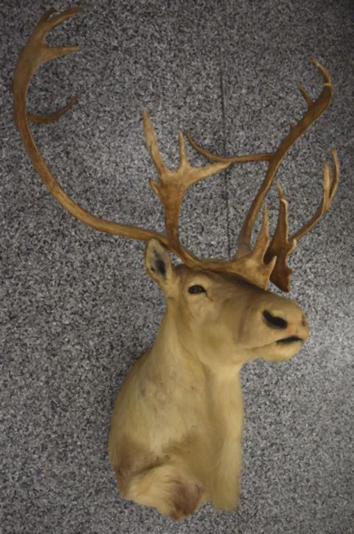 CARIBOU TAXIDERMY SHOULDER MOUNT, DOUBLE SHOVEL