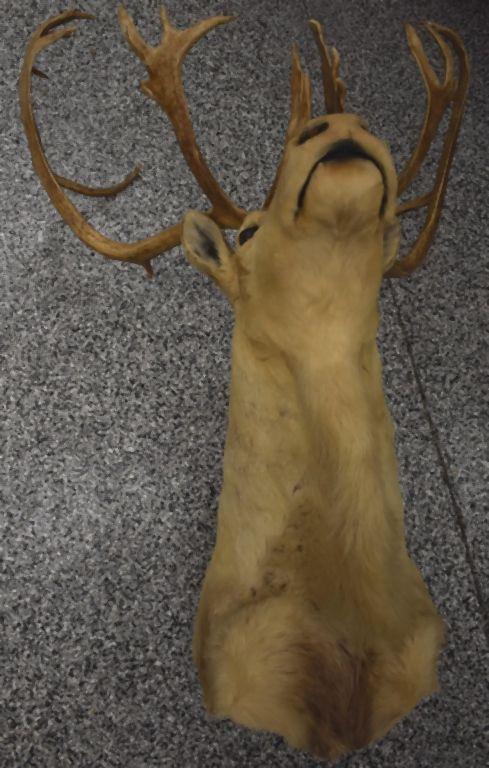 CARIBOU TAXIDERMY SHOULDER MOUNT, DOUBLE SHOVEL