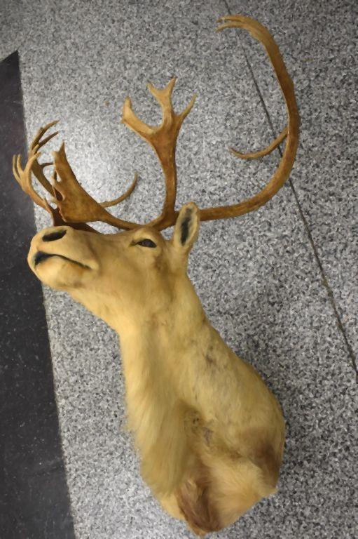 CARIBOU TAXIDERMY SHOULDER MOUNT, DOUBLE SHOVEL