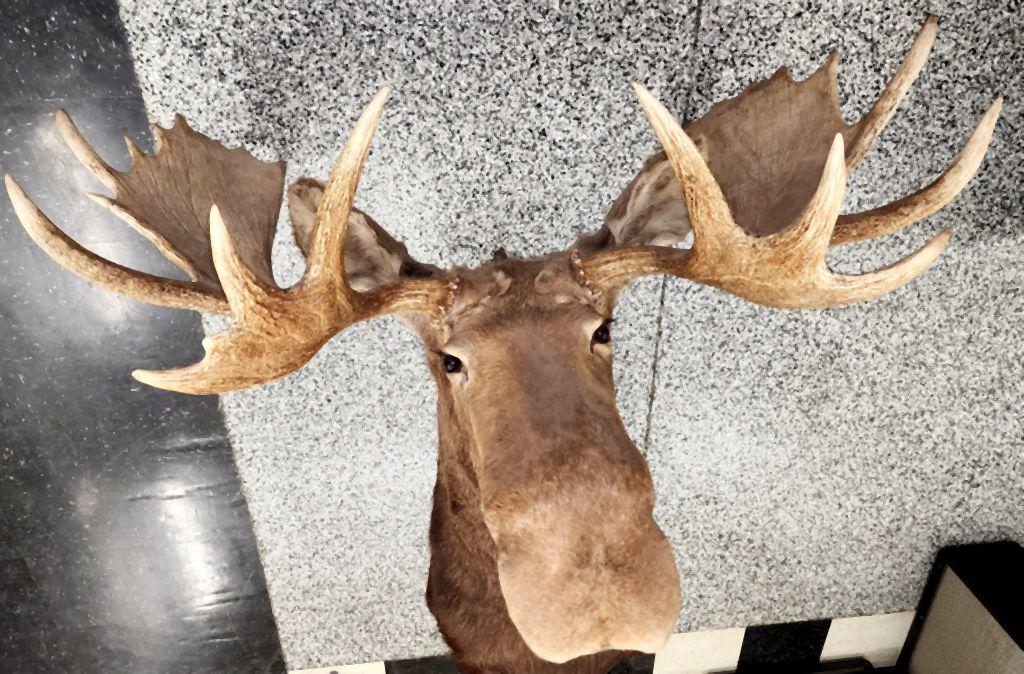 MOOSE TAXIDERMY SHOULDER MOUNT