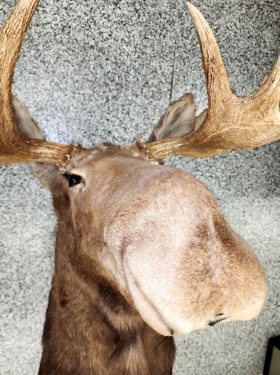 MOOSE TAXIDERMY SHOULDER MOUNT