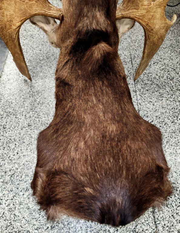 MOOSE TAXIDERMY SHOULDER MOUNT