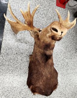 MOOSE TAXIDERMY SHOULDER MOUNT