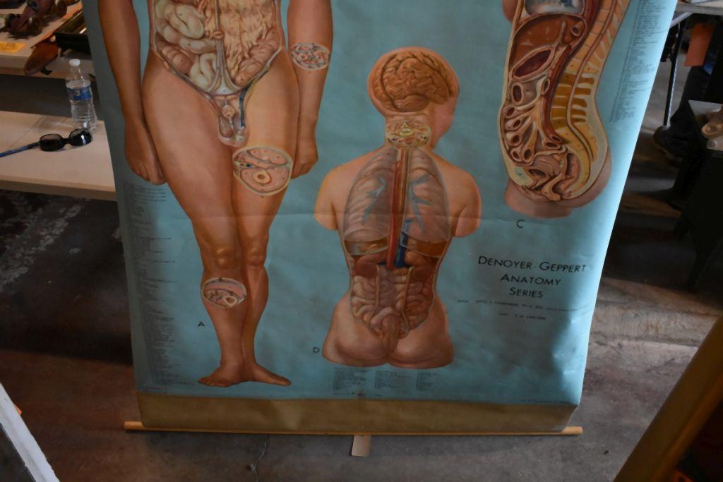 (2) VINTAGE PULL DOWN MEDICAL CHARTS,