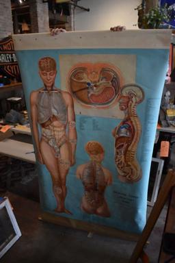 (2) VINTAGE PULL DOWN MEDICAL CHARTS,