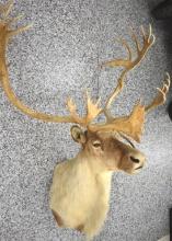 CARIBOU TAXIDERMY SHOULDER MOUNT, NON TYPICAL DROP TINE