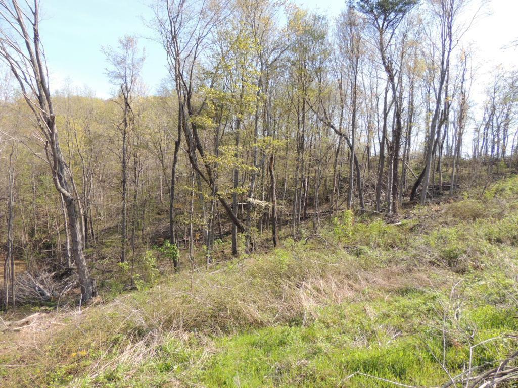 23.75 Wooded Acres in Giles County