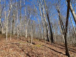 73 Acres Wooded Recreational Land
