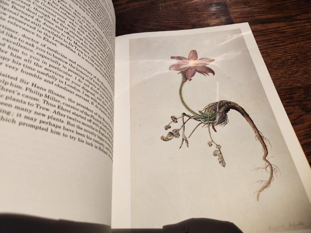 "Clutius Botanical Watercolors" of the Renaissance