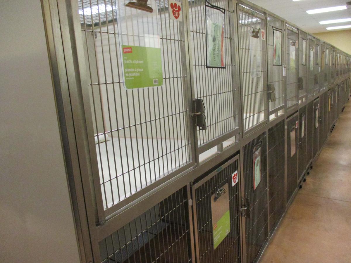 Multi - Cage Kennel