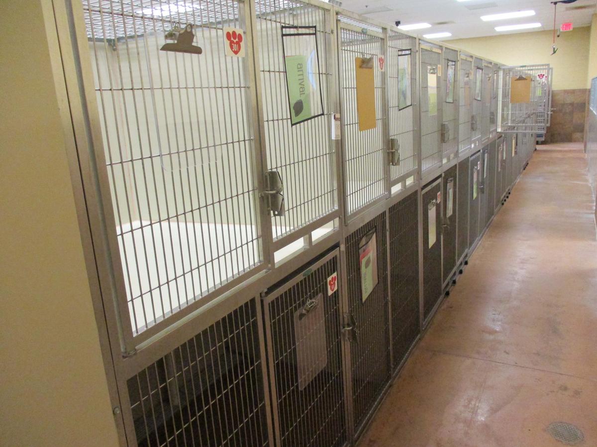 Multi - Cage Kennel