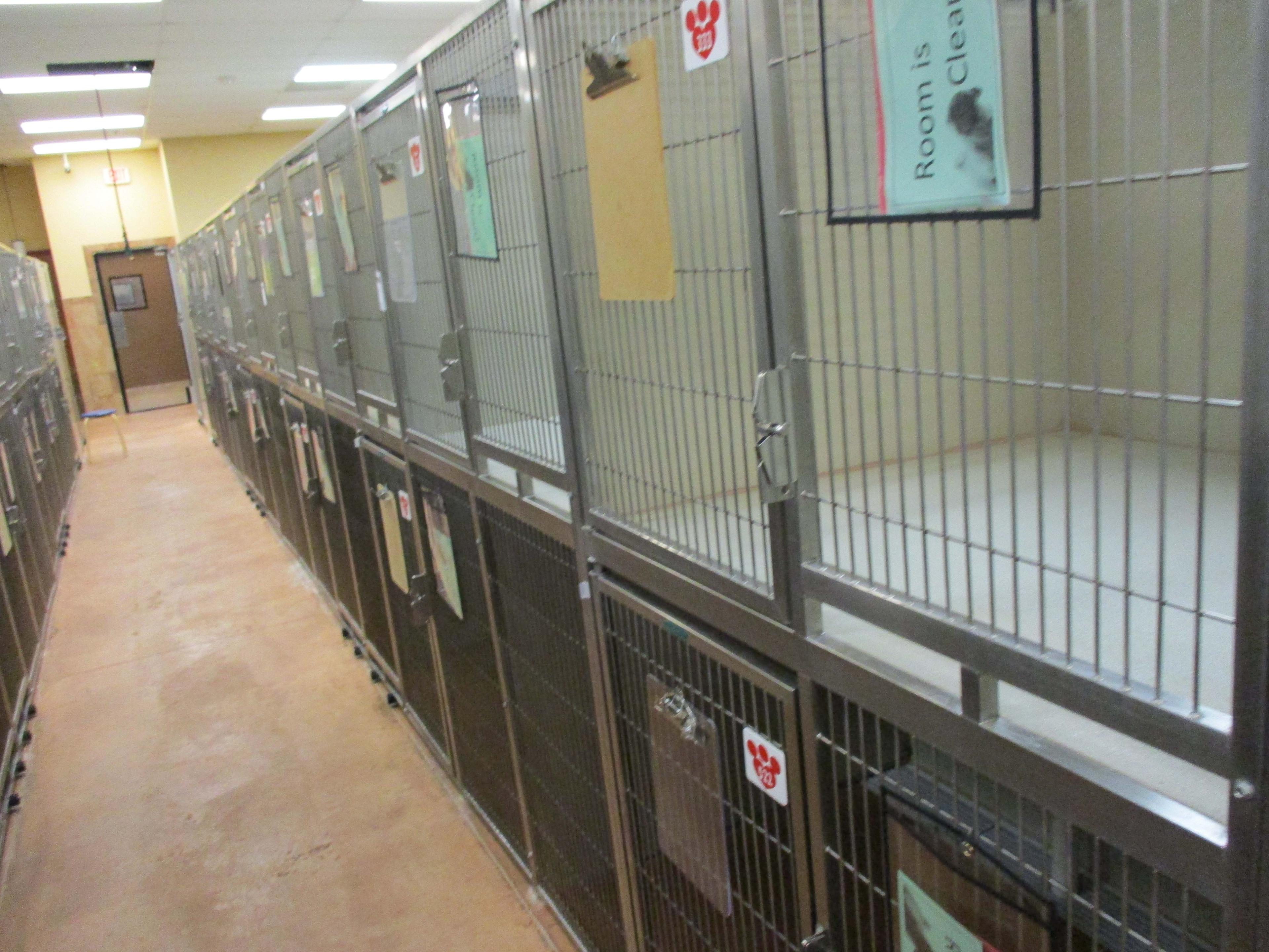 Multi - Cage Kennel