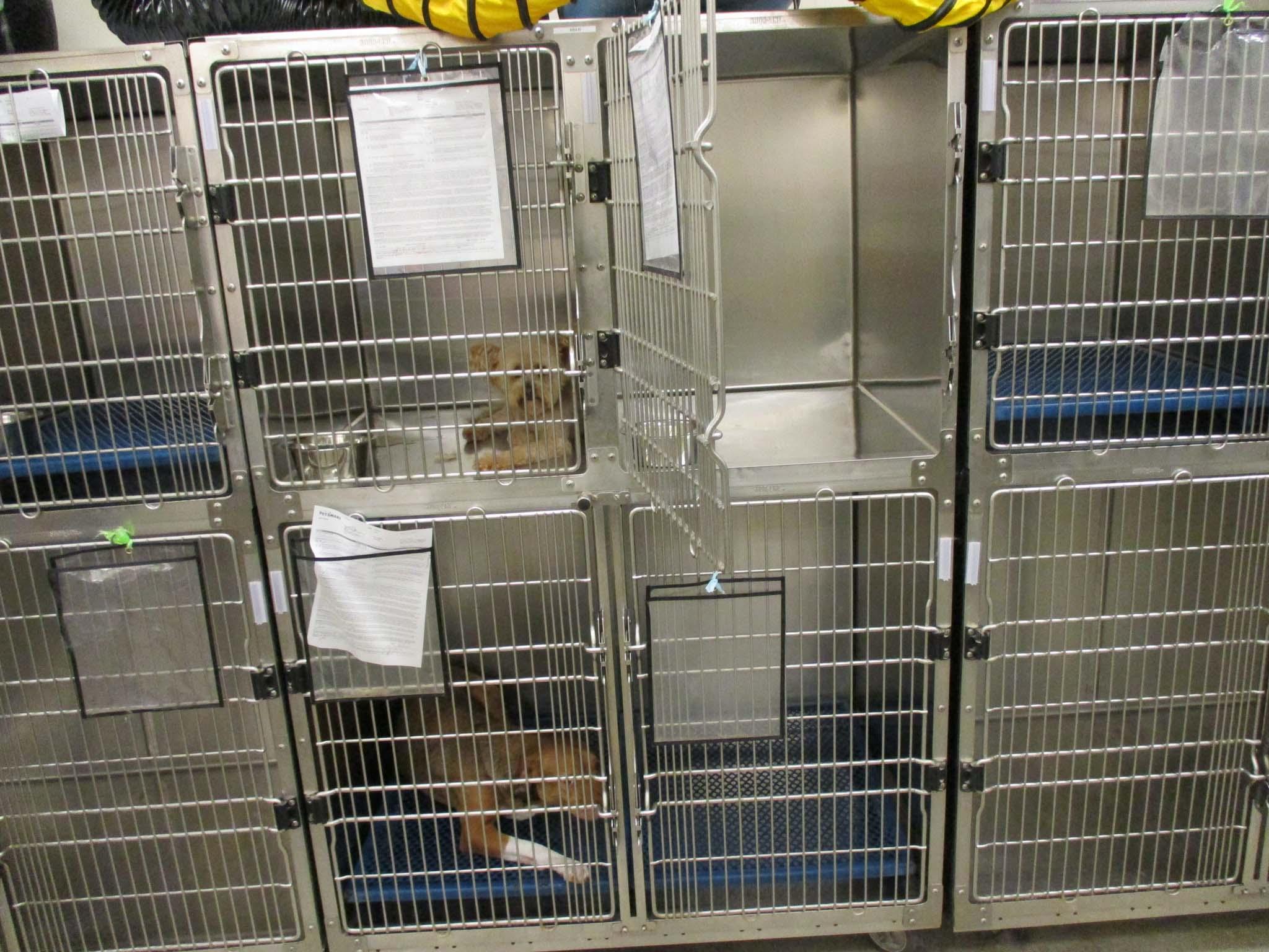 4 Cage Rolling Kennel