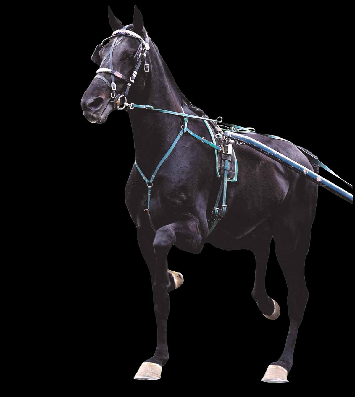 Horse Name:  Sierra Snow; Sired by: Donerail; Dam by:  Keystone Nook; TSS,G