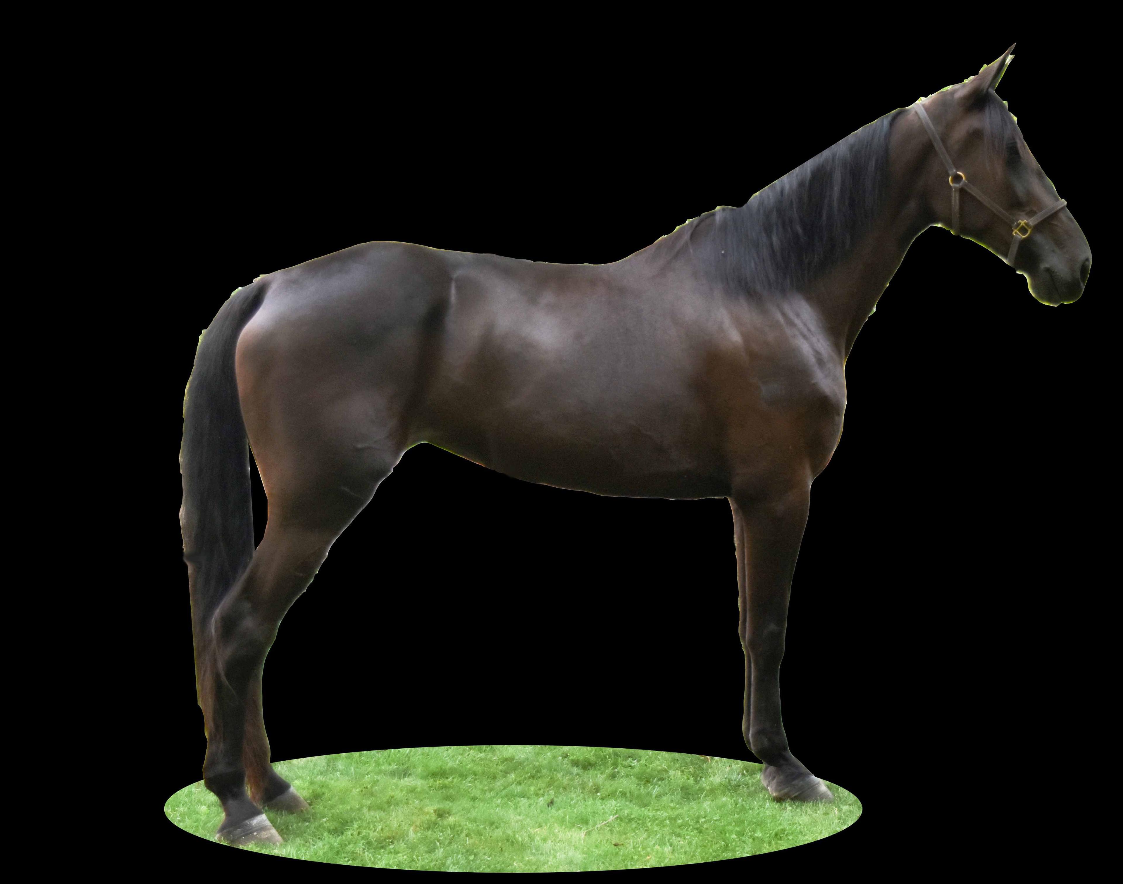 Horse Name:  Sleek N Savage ; Sired by: Keystone Savage ; Dam by:  Welcome