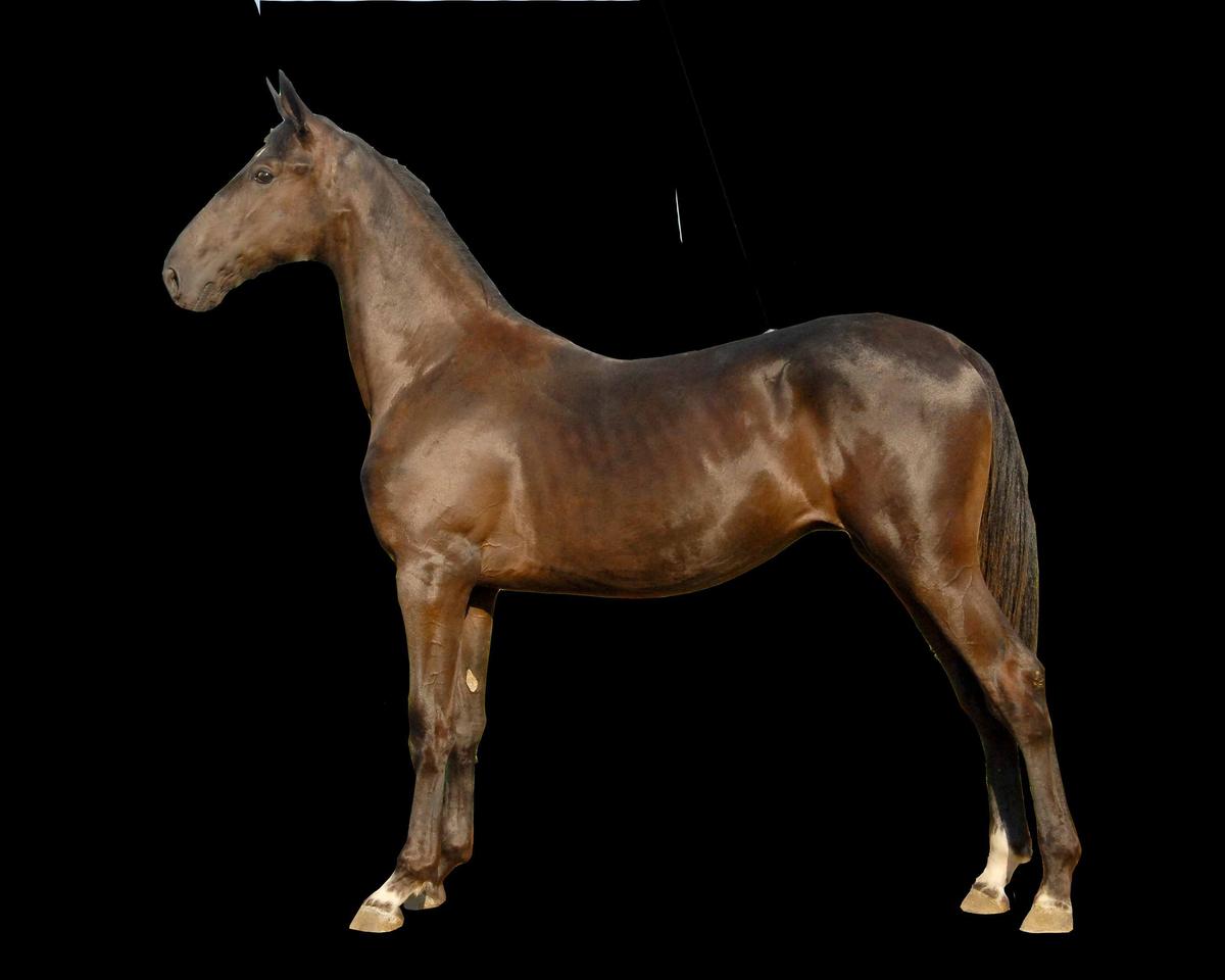 Horse Name:  Pending; Sired by: GDH Manteno; Dam by:  Rebar Acres Marissa;