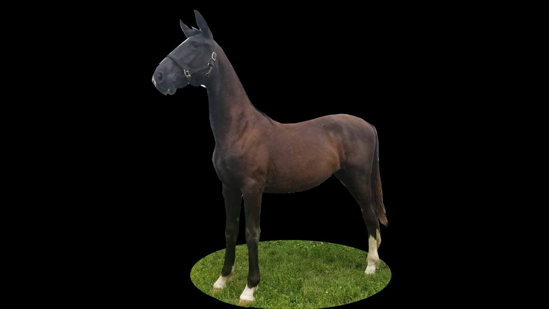 Horse Name:  BJ'S Irena ; Sired by: Gambler ; Dam by:  Tigranta ; A nice sh