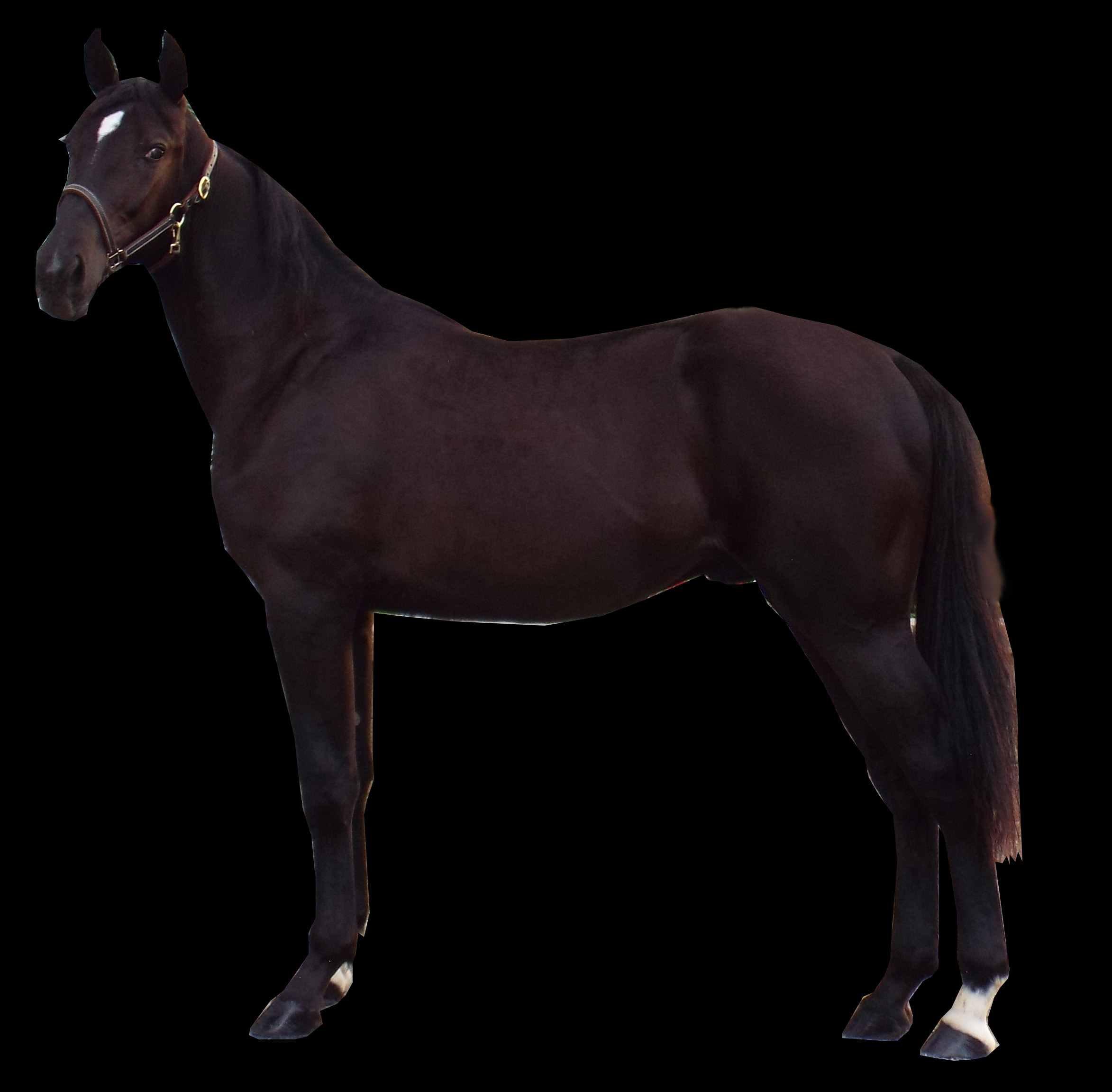 Horse Name:  Dream Perfection; Sired by: Black Banana; Dam by:  Walk in Glo