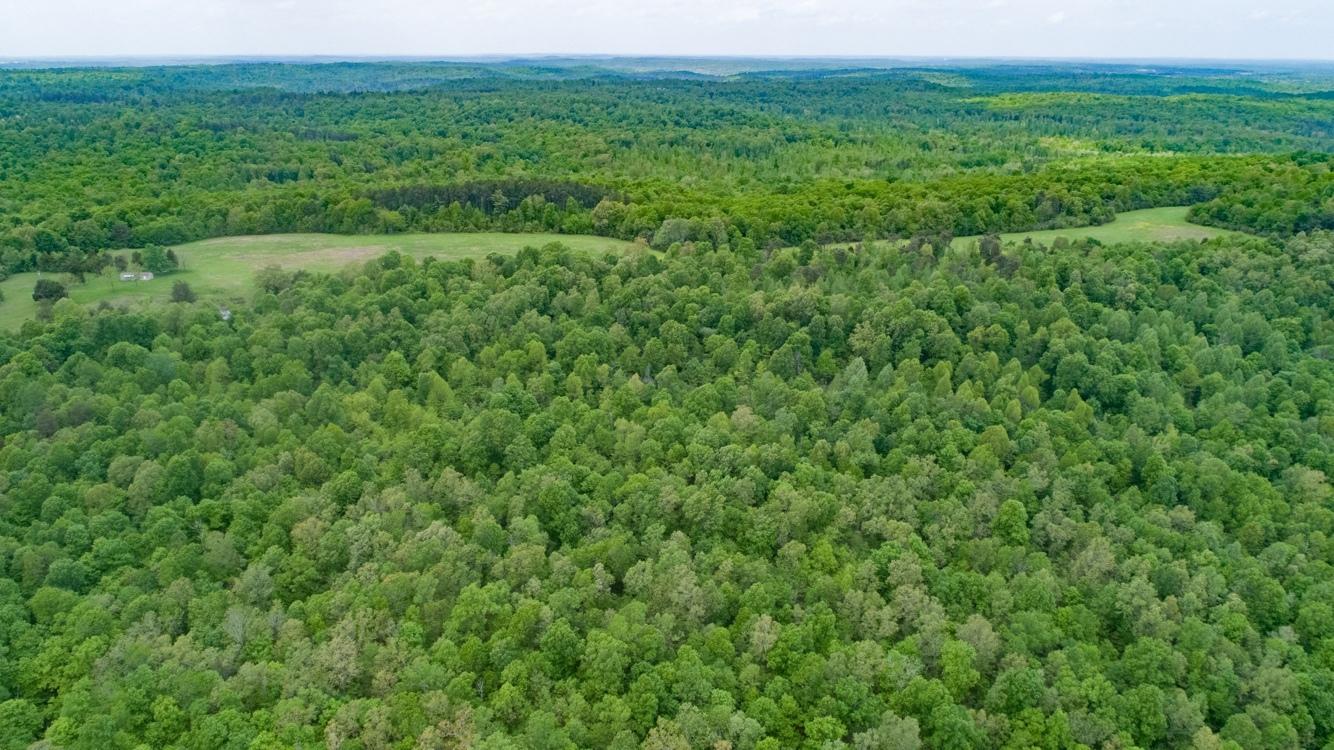209 Acres Prime Timberland / Hunting Paradise