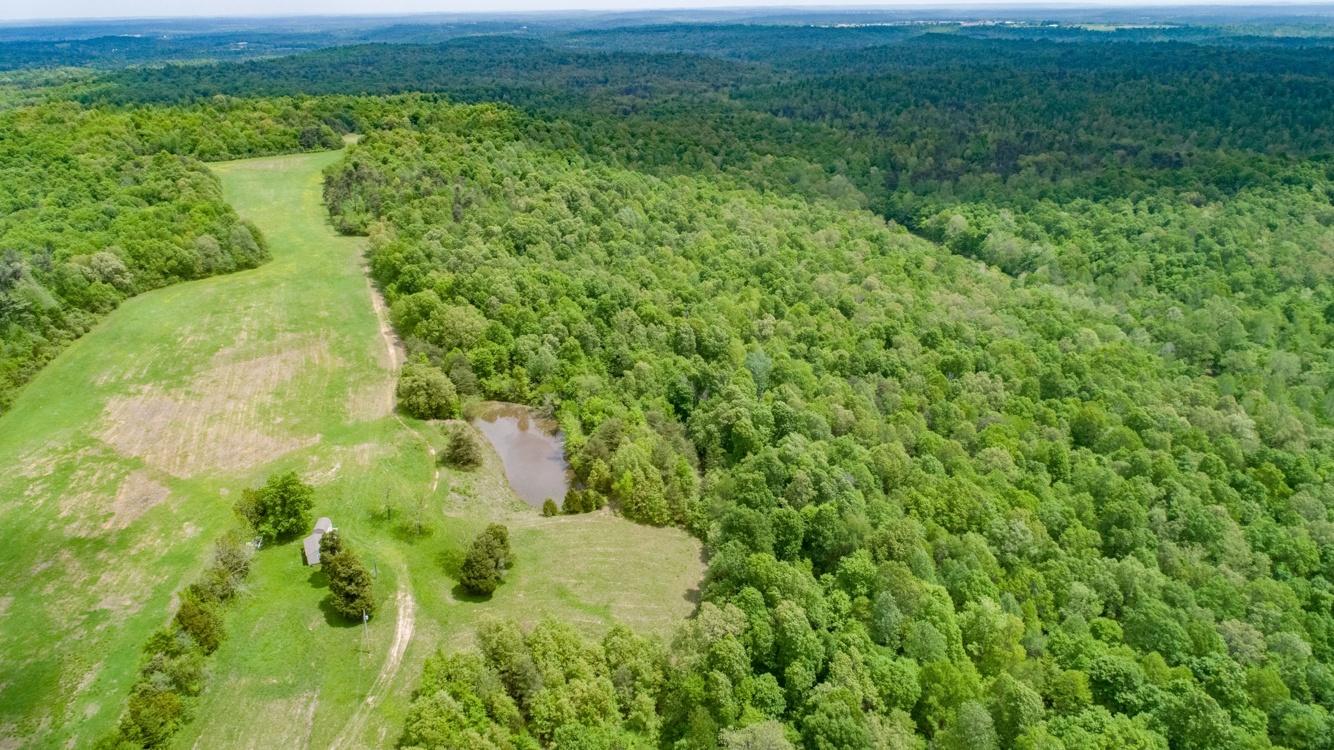 209 Acres Prime Timberland / Hunting Paradise