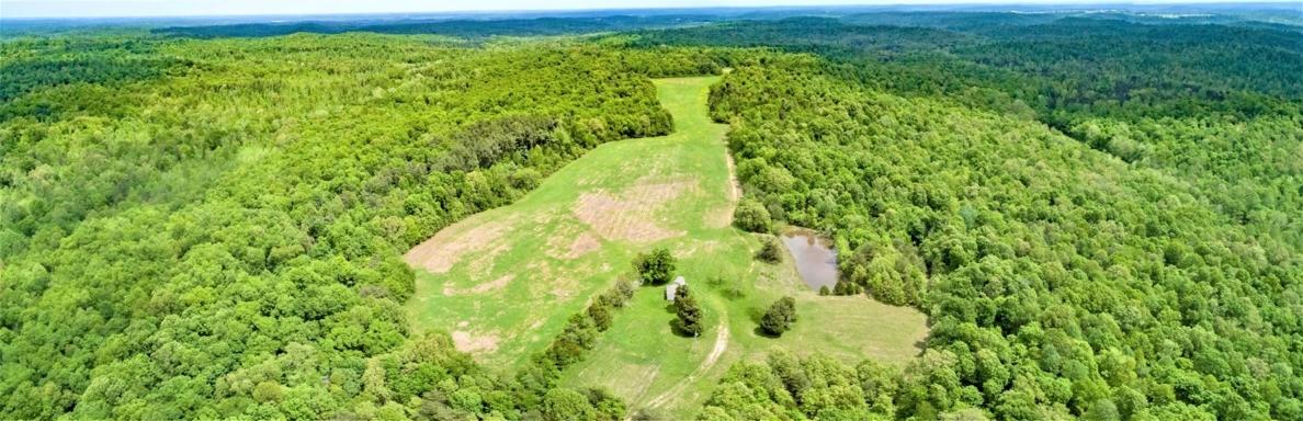 209 Acres Prime Timberland / Hunting Paradise