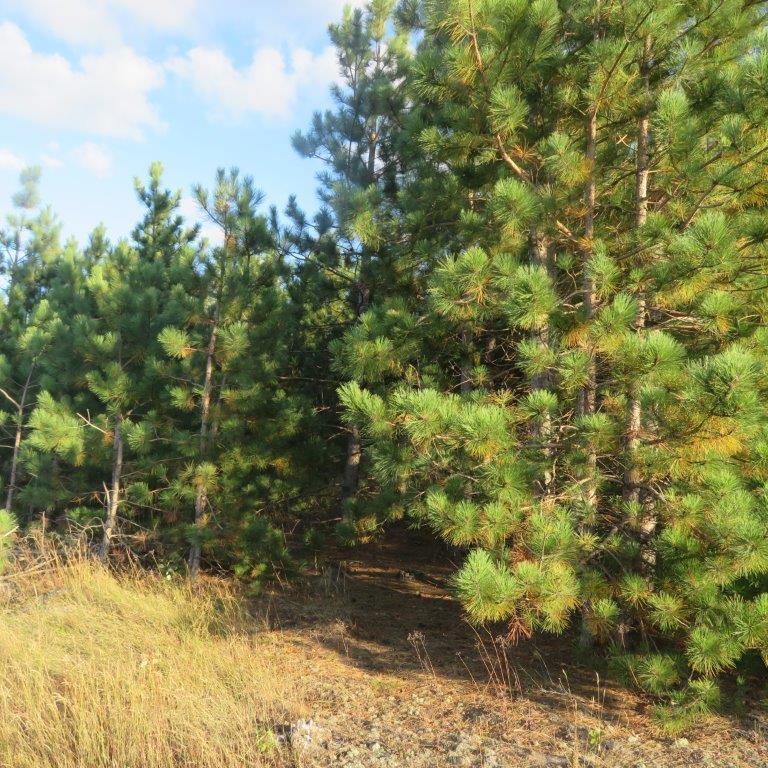 Property #3 10 Acres on Kregulka Road