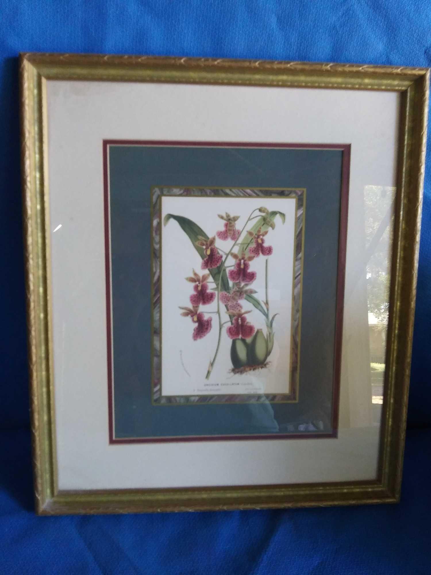 Pair of Botanical Framed and Matted Prints