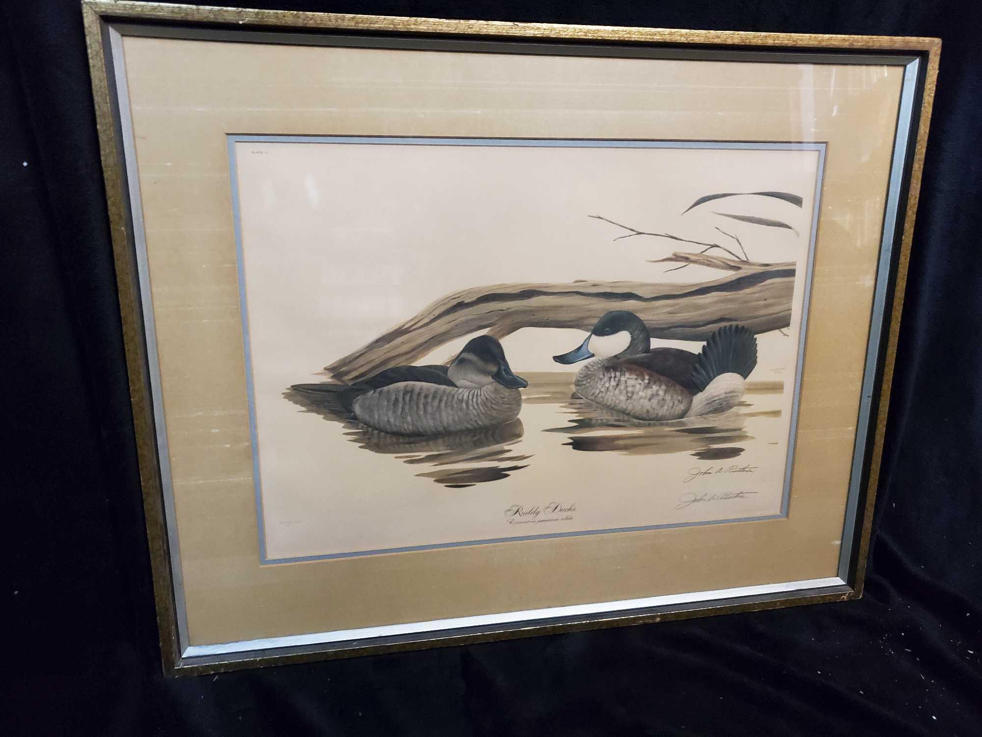 Vintage RUDDY DUCKS, John A. Ruthven, signed print