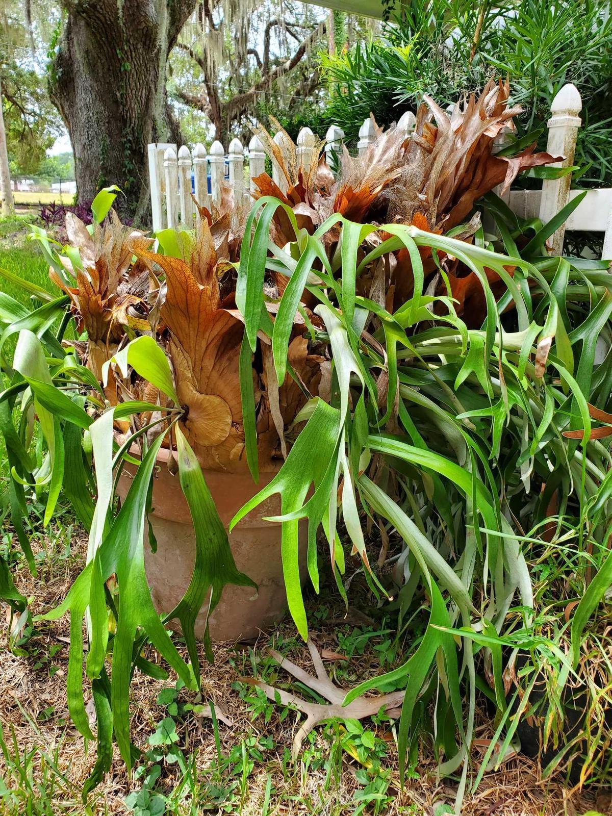 ENORMOUS Stag Horn Fern in 20" pot