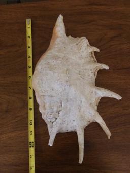 Very Large Seashell decor, authentic