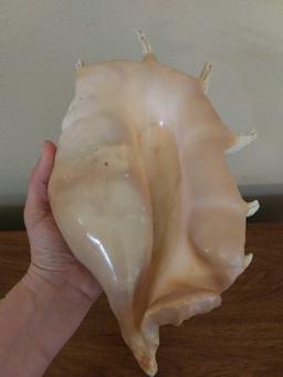 Very Large Seashell decor, authentic