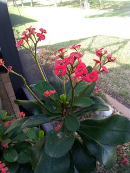 Beautiful LIVE Crown-of-thorns Plant in Tall Resin Planter