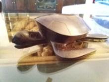 Dark Wood, Walnut? IronWood? Carved Turtle