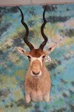 Beautiful Addax Antelope Shoulder Mount Taxidermy
