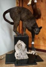 Very Cool Melanistic Phase Black Leopard-Not! "Dyed Mountain Lion with Painted Spots Underlying the