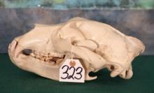 Record Class Grizzly Bear Skull Taxidermy