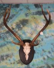 Top 5 All Time Record Book Indian Sambar Antlers on Panel Taxidermy Mount **TEXAS RESIDENTS ONLY**